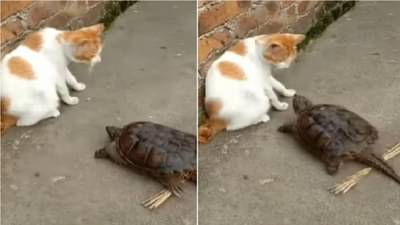 Video | कासवाचा अजब कारनामा, मांजरीवर केला अचानकपणे हल्ला, पुढे काय झालं ?
