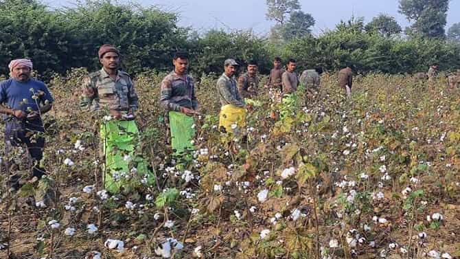 काय सांगता ? मजुरांच्या भूमिकेत अवतरले पोलीस ; 2 एकरातील कापूस वेचणी करुन बळीराजाला मदतीचा हात