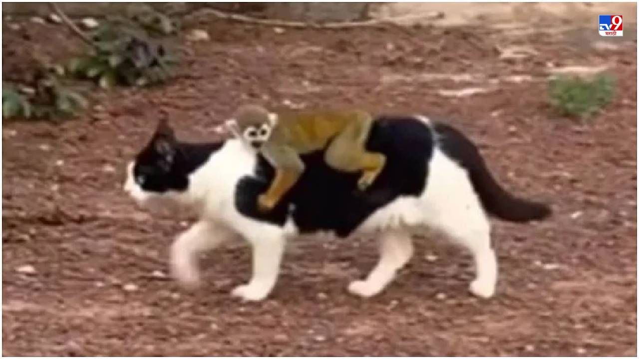Video: मांजरीच्या पाठीवरुन माकडाची राईड, नेटकरी म्हणाले, ये तो 'फ्री की सवारी'!,