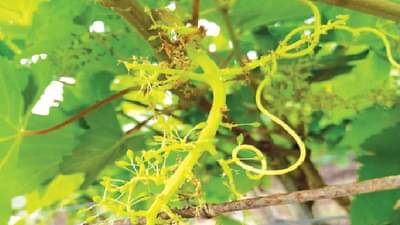 अवकाळीने सर्वकाही हिरावले, राज्यात द्राक्ष बागायतदारांचे 10 हजार कोटींचे नुकसान