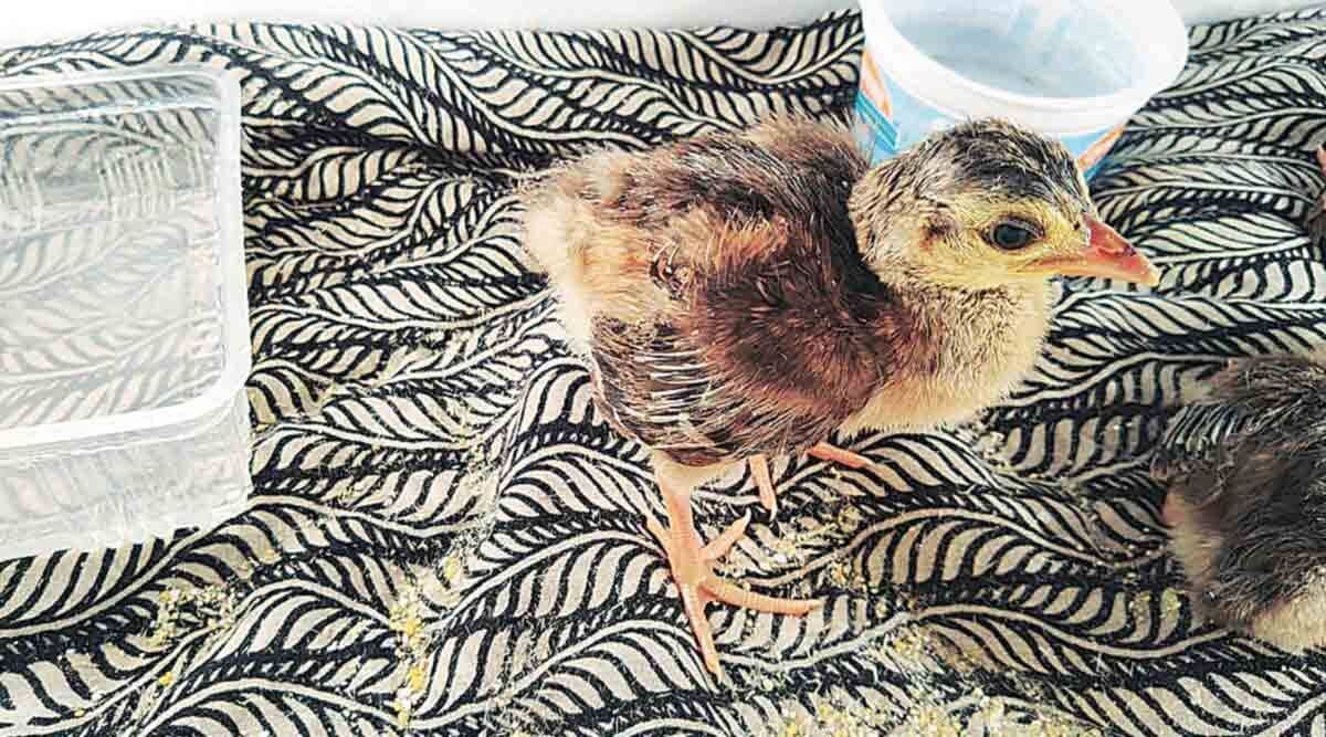 Peacock born in the incubator| देशातील पहिलाच यशस्वी प्रयोग ; आता इन्क्युबेटरमध्ये होणार मोराच्या पिल्लांचा जन्म
