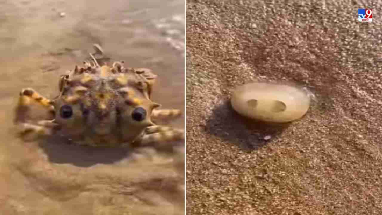 Video: बॉलसारखा गोल, 4 पाय आणि विचित्र चेहरा, या समुद्री प्राण्याला तुम्ही ओळखता का?