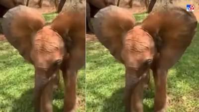 Video: सोंड आणि कान हलवून हत्तीने केला मजेदार डान्स, लोक म्हणाले, असा क्युट डान्स पाहिला नाही!