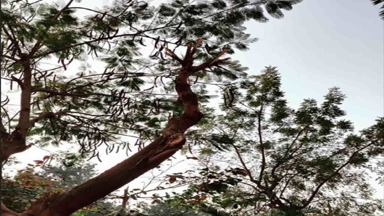Nagpur विनापरवानगी झाडांच्या फांद्या का छाटल्या? क्रिम्स हॉस्पिटलविरोधात मनपाची एफआयआर