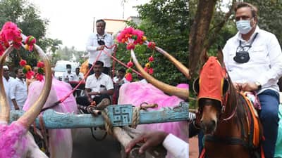पक्ष बांधणीसाठी कधी बैलगाडीतून तर कधी घोड्यावरून; आशिष शेलारांच्या घोडदौडीने भाजपला बळ, मुंबईत सलग दुसऱ्यांदा शेलारांचा करिश्मा चालणार?