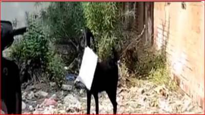 बकरीने पळवली सरकारी फाईल; लोक म्हणतात आता बकरीला कमिशनची प्रतिक्षा