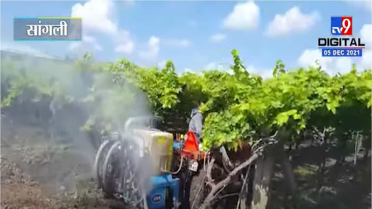 Video | सांगलीत निम्म्याहून अधिक द्राक्ष बागा उद्ध्वस्त, शेतकऱ्यांना अपेक्षा राज्य सरकारच्या मदतीची