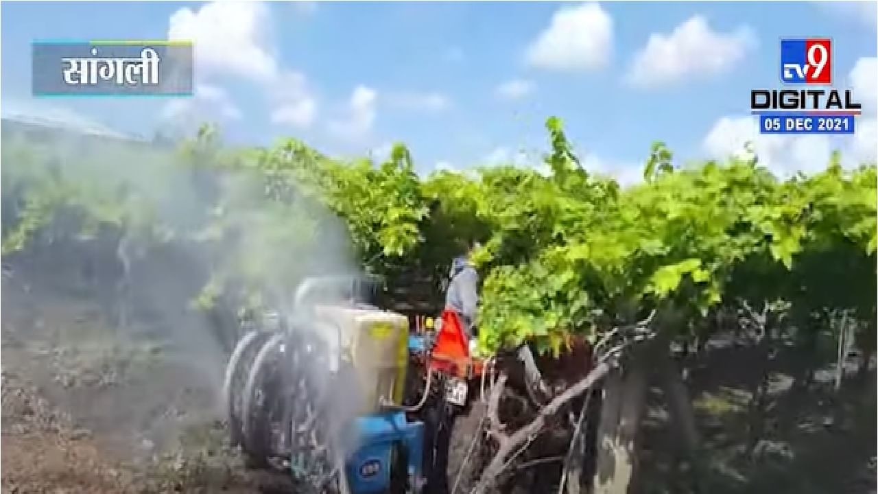 Video | सांगलीत निम्म्याहून अधिक द्राक्ष बागा उद्ध्वस्त, शेतकऱ्यांना अपेक्षा राज्य सरकारच्या मदतीची