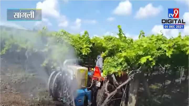Video | सांगलीत निम्म्याहून अधिक द्राक्ष बागा उद्ध्वस्त, शेतकऱ्यांना अपेक्षा राज्य सरकारच्या मदतीची Video | सांगलीत निम्म्याहून अधिक द्राक्ष बागा उद्ध्वस्त, शेतकऱ्यांना अपेक्षा राज्य सरकारच्या मदतीची