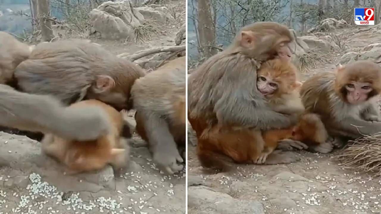 Video: संकटात पिलाला कुशीत कवटाळून घेणारी आई, माकडांचा व्हिडीओ पाहून नेटकरी भावूक!