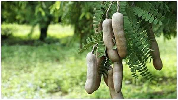 चिंचेचे रोप (Tamarind)- वास्तु आणि फेंगशुई या दोन्ही शास्त्रांच्या मते चिंचेचे रोप घरात लावू नये. या रोपामुळे घरात वाद वाढतात. हे झाड घराभोवती लावणे शक्यतो टाळावे.