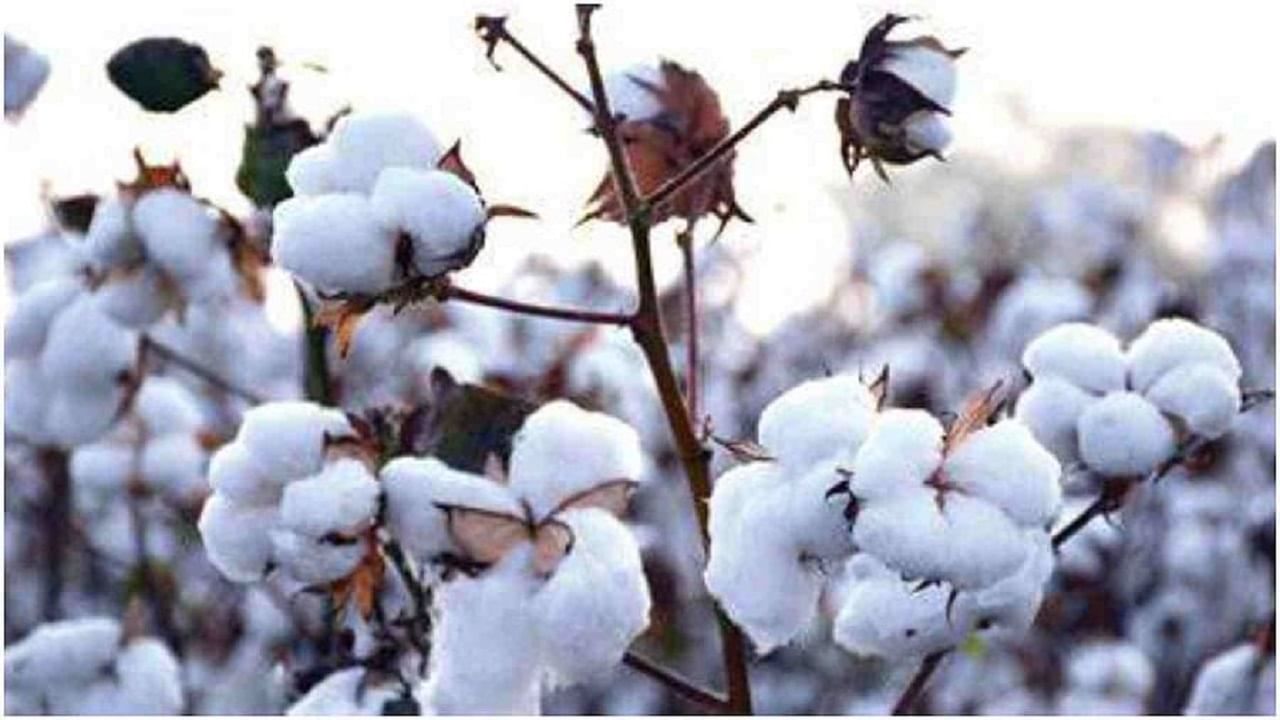 कापसाचे रोप (Cotton plant)- महाराष्ट्राचे पांढरे सोनं म्हणून ओळख असणारे कापसाचे रोप देखील घरात ठेवू नये. ही वनस्पती आयुष्यात दुर्दैव आणि गरीबी आणते. 