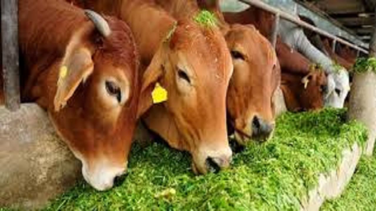 Nashik| दुधाळ जनावरांचे मोफत वाटप; कसा घ्यावा लाभ, कुठे करावा अर्ज, जाणून घ्या माहिती Nashik| दुधाळ जनावरांचे मोफत वाटप; कसा घ्यावा लाभ, कुठे करावा अर्ज, जाणून घ्या माहिती