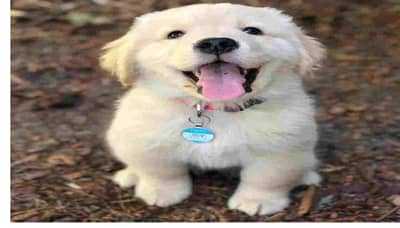 Aurangabad: नव्या वर्षात महापालिकेचा परवाना असेल तरच श्वान पाळता येणार, अन्यथा जप्ती!