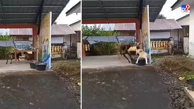 Video: दबा धरुन बसलेल्या कुत्र्याला बकरीने धू धू धुतलं, व्हिडीओ पाहून नेटकरी लोटपोट!