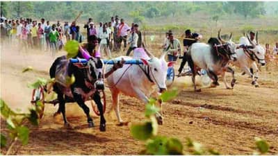 औरंगाबादः वैजापुरातील पालखेड यात्रेतील शंकरपट उधळला, 26 जणांवर गुन्हे, 31 लाखांचा माल जप्त !