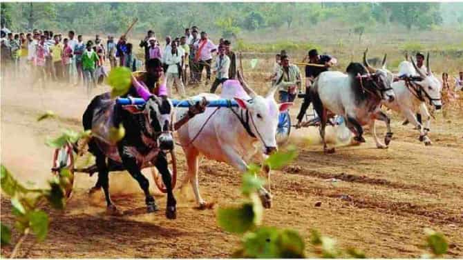 औरंगाबादः वैजापुरातील पालखेड यात्रेतील शंकरपट उधळला, 26 जणांवर गुन्हे, 31 लाखांचा माल जप्त !