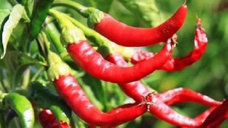 Chilly Prices : मिरचीने बदलले बाजारपेठेतले सुत्र, साताऱ्यात लवंगी मिरचीचा तडका