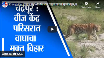 Chandrapur | चंद्रपूर महाऔष्णिक वीज केंद्रात वाघाचा मुक्त विहार, मजुरांनी काढला व्हिडीओ