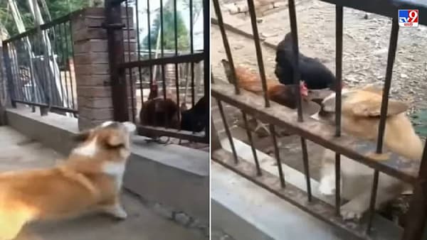 Video: अपनी गली मैं कुत्ता शेर, पण दुसऱ्याचं गल्लीत गेल्यावर कुत्र्याची काय हालत होते?, पाहा पोट धरुन हसवणारा व्हिडीओ