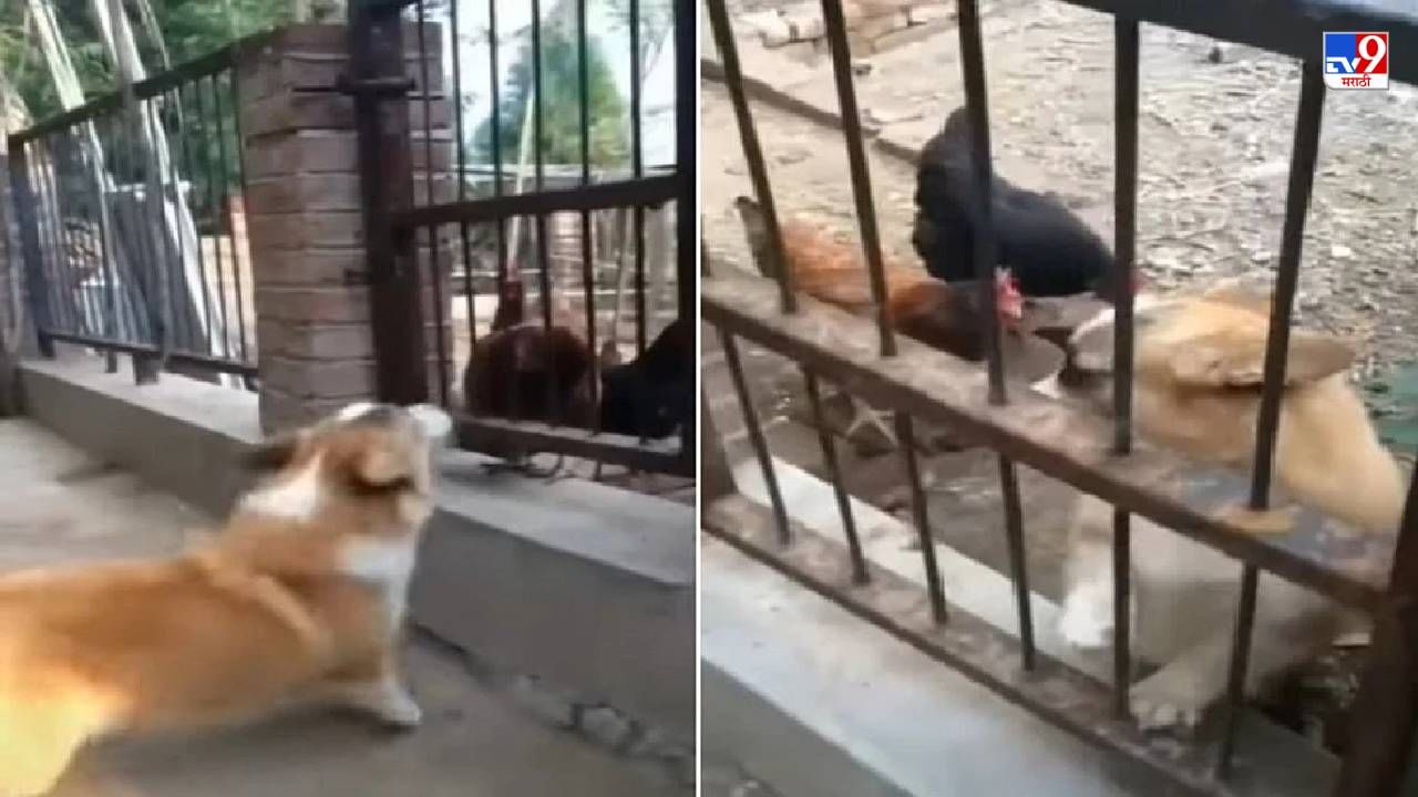Video:  'अपनी गली मैं कुत्ता शेर', पण दुसऱ्याचं गल्लीत गेल्यावर कुत्र्याची काय हालत होते?, पाहा पोट धरुन हसवणारा व्हिडीओ