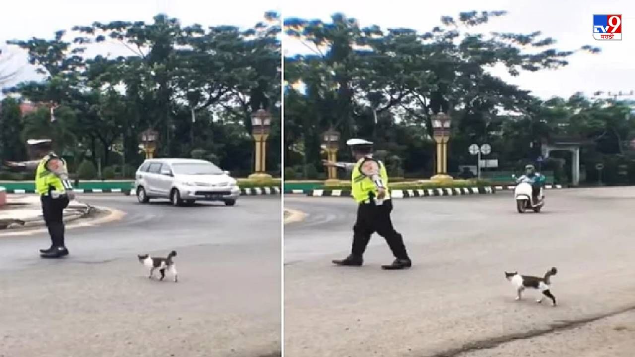 Video: चक्क मांजरीला रस्ता ओलांडून देण्यासाठी गाड्या थांबवल्या, वाहतूक पोलिसाचा व्हिडीओ व्हायरल!