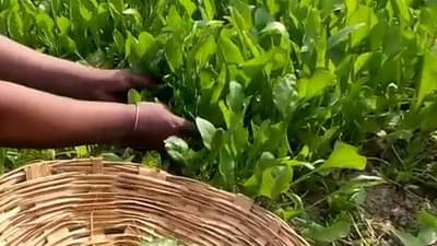 कष्ट करून शेतकरी बेजार, दलाल मात्र मालामाल..! नागपूरच्या भाजीबाजारातले भयाण वास्तव