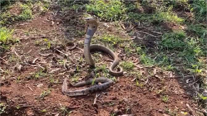 Cobra Video | अजब गावात गजब प्रकार, नागाने जबड्यातून बाहेर काढला मृत घोणस, कोल्हापुरात चर्चा