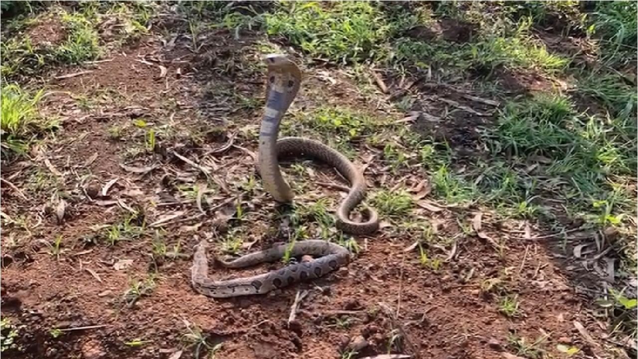 Cobra Video | अजब गावात गजब प्रकार, नागाने जबड्यातून बाहेर काढला मृत घोणस, कोल्हापुरात चर्चा