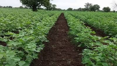 रब्बीत कपाशीची लागवड फायद्याची की नुकसानीची ? शिफारस नसतानाही शेतकऱ्यांचे धाडस