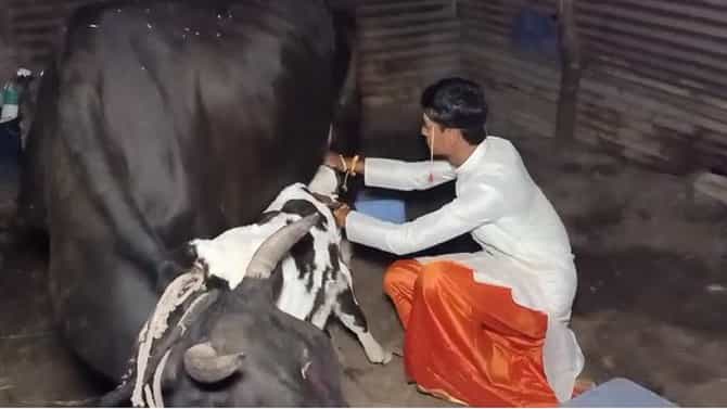 Love of animals| गुंतले प्राण या रानात माझे, आधी वासराला पाजले, गाईची धार काढली, त्यानंतरच नववधूसह गृहप्रवेश; एका निरागस प्रेमाची गोष्ट...!