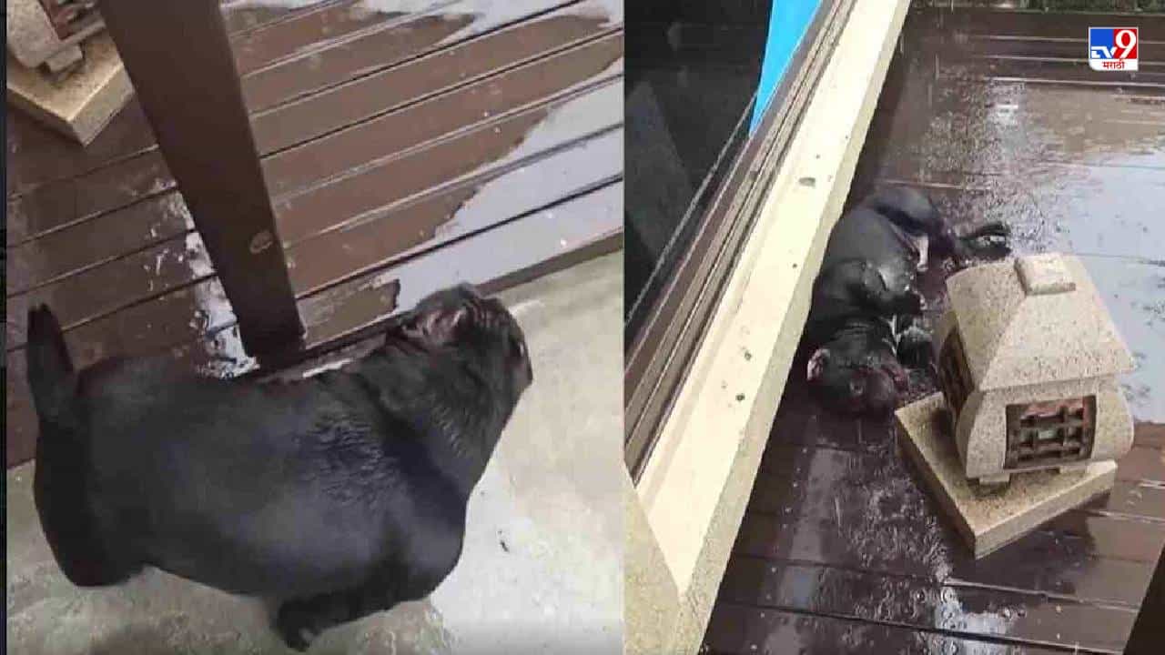 Video: पावसात भिजणाऱ्या, आनंदाने बागडणाऱ्या कुत्र्याचा व्हिडीओ व्हायरल, नेटकरी म्हणाले, असाच कुत्रा पाळायला हवा!