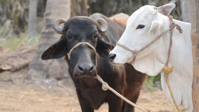 दुधाळ जनावरांपासून उत्पादन वाढविण्याची शेतकऱ्यांना संधी, अनुदानावर मिळणार गाई-म्हशी