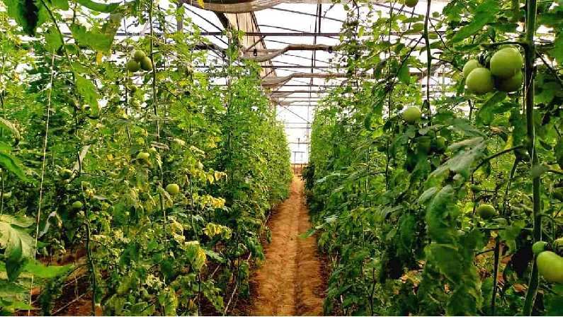 Health care: हिरवे टोमॅटो खा आणि रोगप्रतिकारक शक्ती वाढवा, जाणून घ्या हिरव्या टोमॅटोचे आणखी फायदे