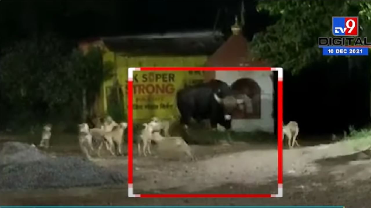 Bison VIDEO | गवा वसाहतीत शिरला, 10-12 कुत्र्यांनी घेरला, कोल्हापुरातील व्हिडीओची चर्चा