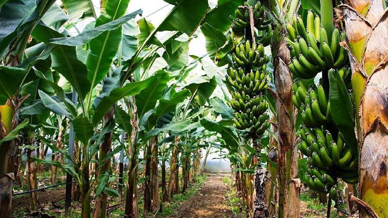 Banana Farming: आवक घटली मागणी वाढली, अखेर केळीच्या दरात सुधारणा झाली