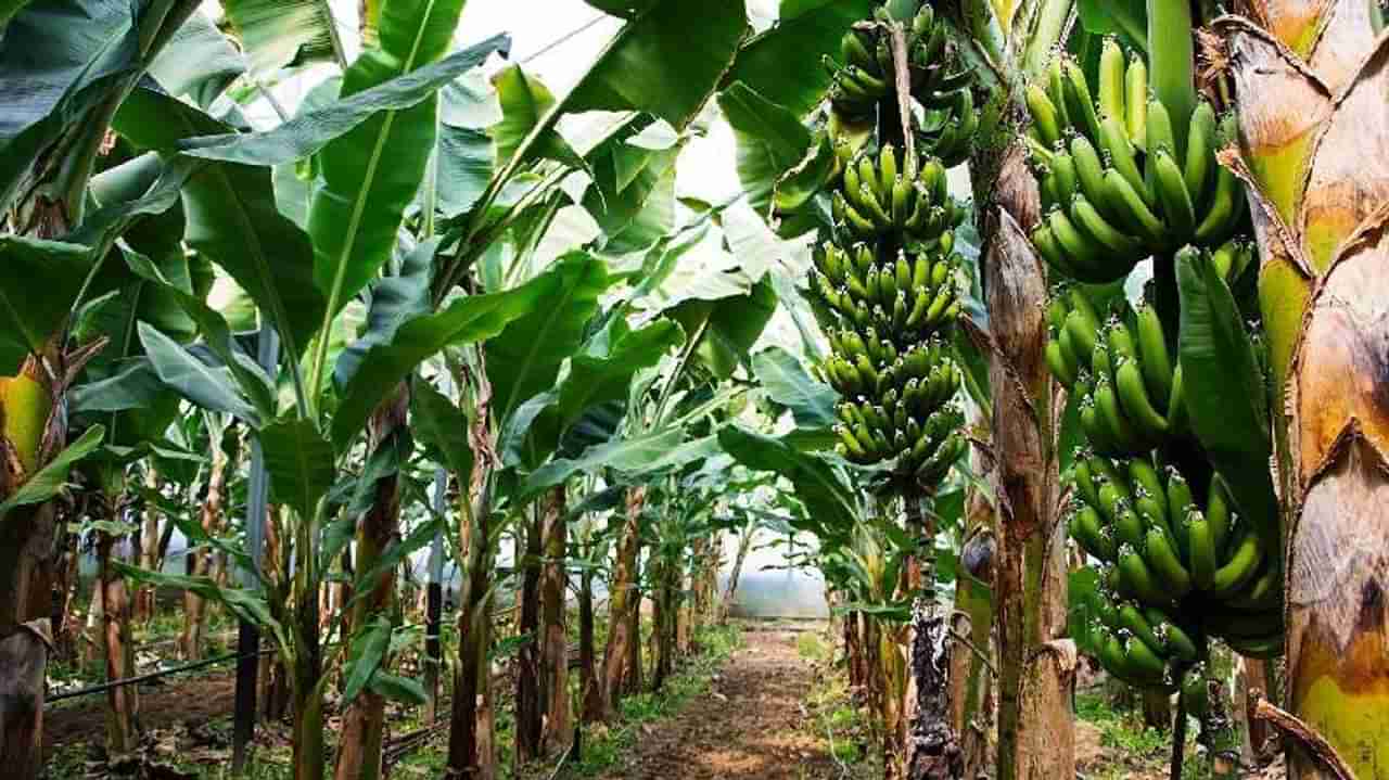 Positive News: थंडी कमी होताच केळीच्या दरात वाढ, काय आहे खानदेशातले चित्र?