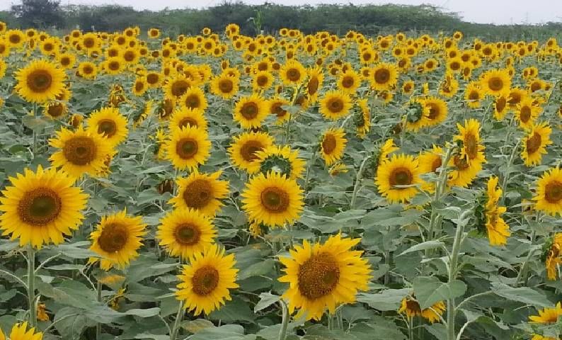 Sunflower: फरदड कापसाला काय आहे पर्याय? मशागत कमी अन् उत्पादन अधिक, वाचा सविस्तर