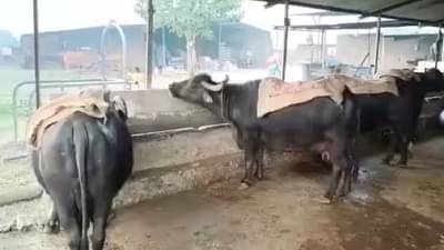 थंडीमध्ये जनावरांची अशी काळजी घ्या, गोष्टी छोट्याच पण आरोग्याच्या दृष्टीने महत्वाच्या..!