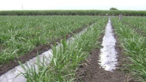 sugar cane : परिश्रमाला जोड नियोजनाची, सरकारने नाही पण शेतकऱ्याने करुन दाखवले दुप्पट उत्पन्न