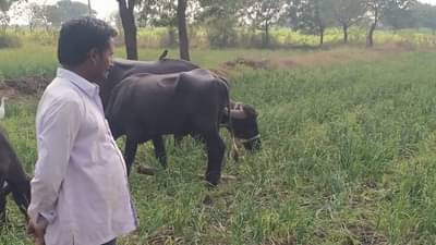 कांद्याने केला वांदा : 2 एकरातील कांदा पिकात सोडली जनावरे, अतोनात खर्च अन् हतबल शेतकरी