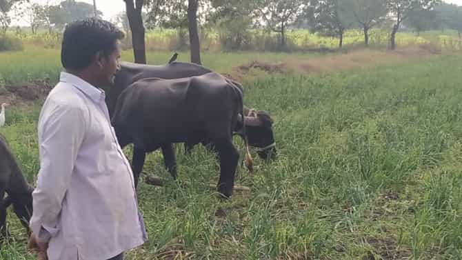 कांद्याने केला वांदा : 2 एकरातील कांदा पिकात सोडली जनावरे, अतोनात खर्च अन् हतबल शेतकरी