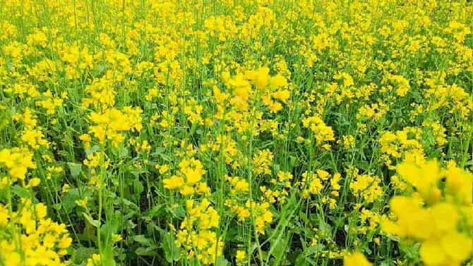 रब्बी हंगामात मुख्य पिकांमध्येच होतोय बदल, शेतकऱ्यांचा कशावर आहे भर ?