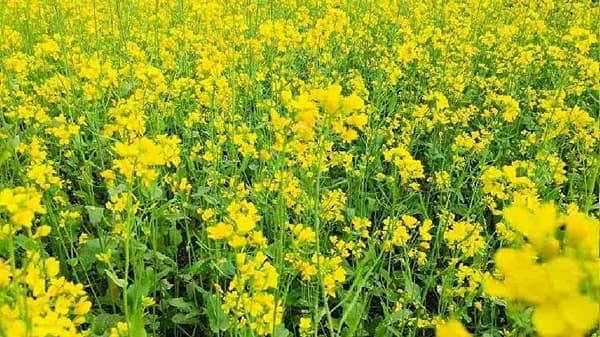 रब्बी हंगामात मुख्य पिकांमध्येच होतोय बदल, शेतकऱ्यांचा कशावर आहे भर ?