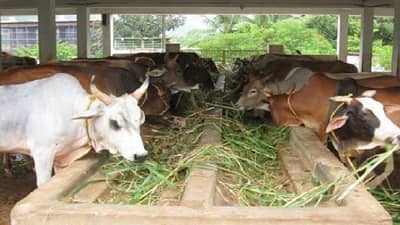 प्रतिकूल परस्थितीमध्ये जनावरांना हे आहे पर्यायी खाद्य, योग्य नियोजनाद्वारे सकस आहार