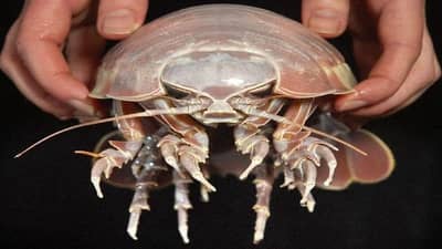 अथांग समुद्रात दडलाय एक महाकाय प्राणी, मोठे डोळे, सुपरजायंट, फोटो पाहूनच घाबरुन जाल