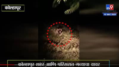 Video : कोल्हापुरातील गव्याने घेतला तरुणाचा बळी, वनविभागाच्या अधिकाऱ्यांविरोधात संताप
