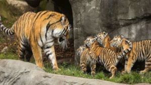 Nagpur Tiger | तीन पिल्लांसह वाघीण बघीतली का? चला उमरेड करांडला अभयारण्यात