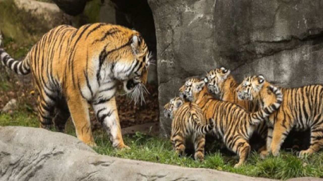 Nagpur Tiger | तीन पिल्लांसह वाघीण बघीतली का? चला उमरेड करांडला अभयारण्यात