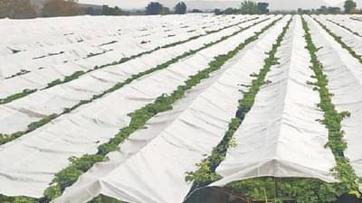 Crop Cover | त्याने केले पुर्वनियोजन, म्हणूनच 850 हेक्टरापैकी केवळ 3 एकरातील द्राक्ष बागेचे झाले संरक्षण